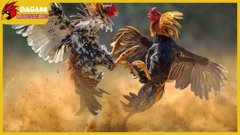 Tổng hợp cách nuôi gà đá mau sung, sẵn sàng chinh chiến 5 Cách nuôi gà đá mau sung luôn quan trọng trong quá trình dưỡng kê