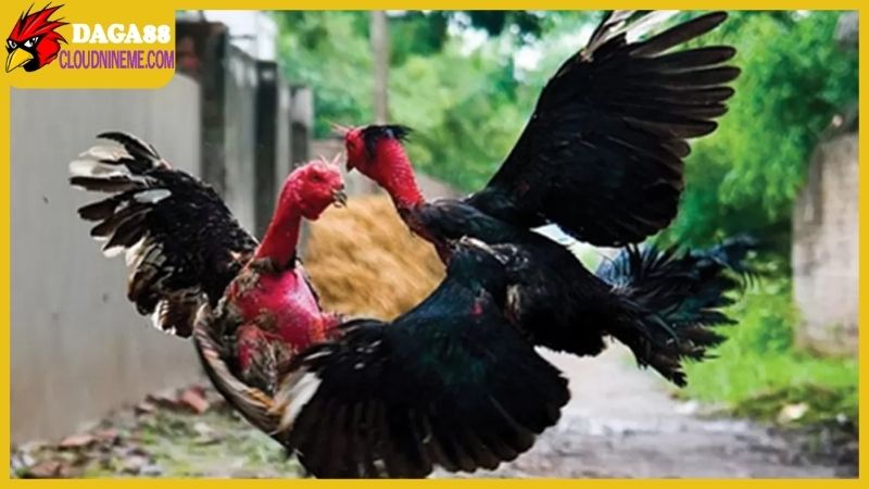 Tổng hợp cách nuôi gà đá mau sung, sẵn sàng chinh chiến 7 Cách nuôi gà đá mau sung và duy trì thể trạng của gà